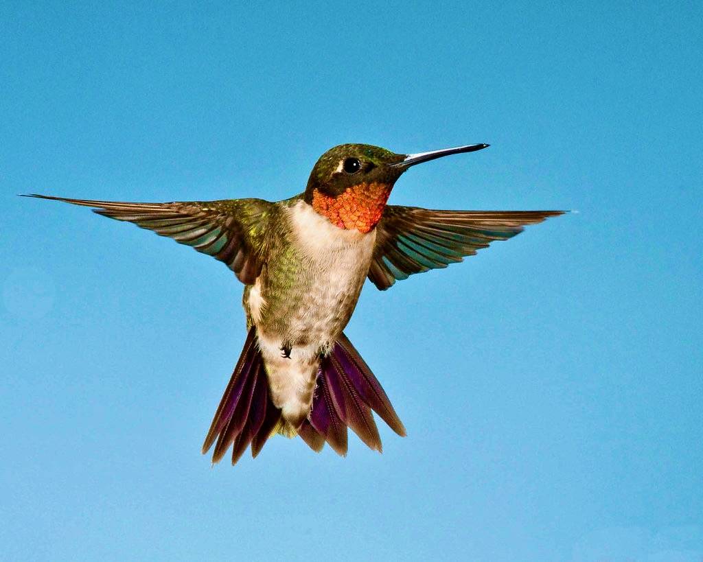 Ruby-throated Hummingbird by Russ Wigh is licensed under CC BY-NC-ND 2.0